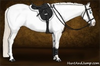 Horse Color:Perlino Roan Frame Appaloosa 