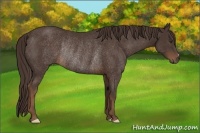 Horse Color:Liver Chestnut Rabicano 