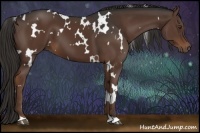 Horse Color:White Spotted Liver Chestnut 