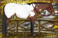 Horse Color:Bay Appaloosa 