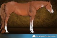Horse Color:White Spotted Chestnut Rabicano 