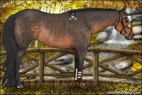 Horse Color:Buckskin Rabicano 