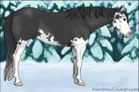 Horse Color:Black Splash 