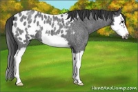 Horse Color:Blue Roan Splash Frame Appaloosa 