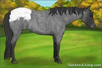 Horse Color:Blue Roan Appaloosa 