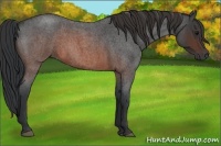 Horse Color:Brown Roan