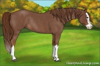 Horse Color:Red Roan Splash Rabicano 