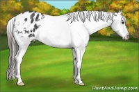 Horse Color:Blue Roan Varnish 