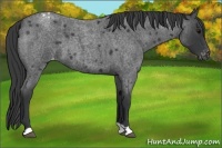 Horse Color:Blue Roan Appaloosa 