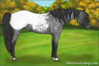 Horse Color:Blue Roan Snowcap