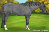 Horse Color:Blue Roan Varnish 