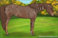 Horse Color:Chestnut Appaloosa 
