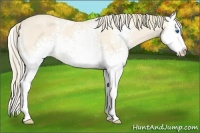 Horse Color:White Spotted Perlino Splash 