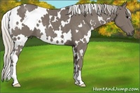 Horse Color:White Spotted Silver Smoky Black