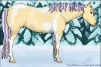 Horse Color:Painted Palomino Roan Tobiano 