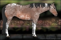 Horse Color:Bay Ice Sabino Tobiano