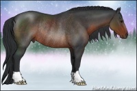 Horse Color:Brown Rabicano 