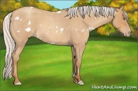 Horse Color:White Spotted Silver Amber Champagne Roan 