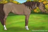 Horse Color:Liver Red Dun 