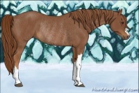 Horse Color:Chestnut Rabicano 