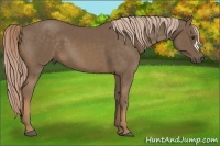 Horse Color:Chocolate Palomino 