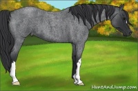 Horse Color:Blue Roan 