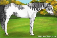 Horse Color:White Spotted Blue Roan Splash Frame Appaloosa