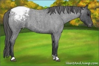 Horse Color:Blue Roan Appaloosa