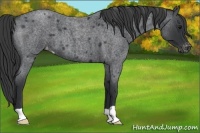 Horse Color:Blue Roan Varnish 