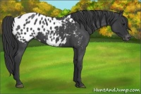 Horse Color:Blue Roan Appaloosa