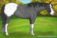 Horse Color:Blue Roan Splash Varnish 