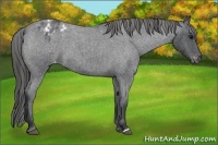 Horse Color:Blue Roan Varnish 
