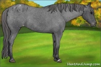 Horse Color:Blue Roan Varnish Rabicano