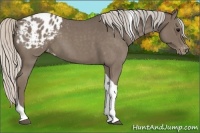 Horse Color:Silver Blue Roan Tobiano Appaloosa 