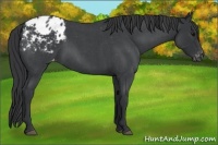 Horse Color:Blue Roan Varnish 