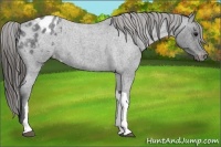Horse Color:Blue Roan Appaloosa