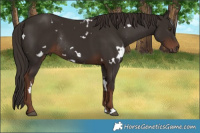 Horse Color:White Spotted Liver Chestnut Rabicano 
