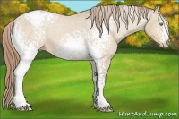 Horse Color:White Spotted Amber Cream Champagne Appaloosa 