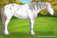 Horse Color:White Spotted Buckskin Sabino Appaloosa 