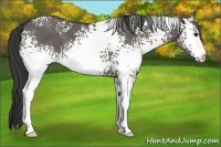 Horse Color:White Spotted Grullo
