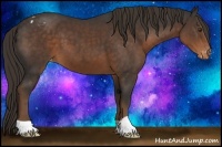 Horse Color:Liver Chestnut Appaloosa
