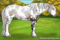 Horse Color:White Spotted Liver Chestnut Sabino Appaloosa 