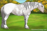 Horse Color:White Spotted Liver Chestnut Snowcap 