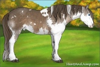 Horse Color:White Spotted Liver Chestnut Sabino Splash 