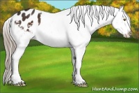 Horse Color:Liver Chestnut Sabino Appaloosa