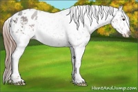 Horse Color:White Spotted Liver Chestnut Blanket 