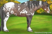 Horse Color:White Spotted Liver Chestnut Sabino Appaloosa 