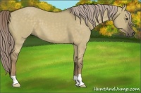 Horse Color:Chocolate Palomino Dun 
