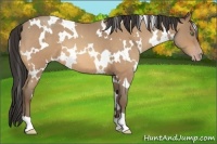 Horse Color:White Spotted Sable Champagne Roan 