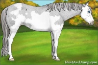 Horse Color:Blue Roan Splash Frame Varnish Rabicano 
